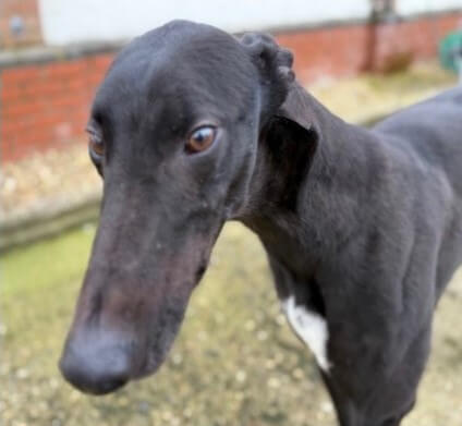 Black Retired Racing Greyhound - Tiger
