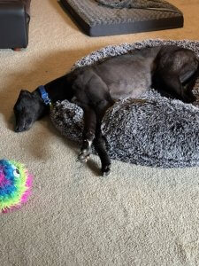 Black Retired Racing Greyhound - Tiger