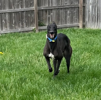 Black Retired Racing Greyhound - Tiger