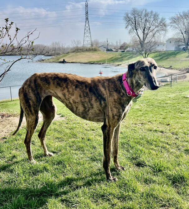 SOS Galgos