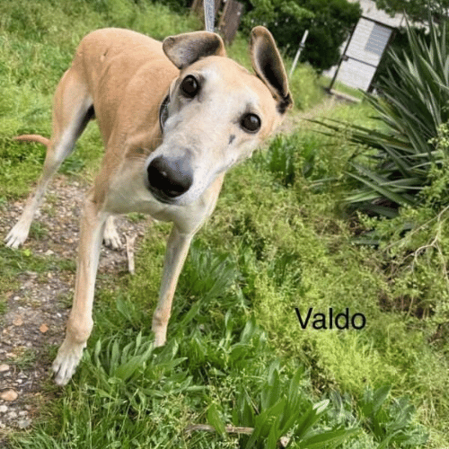 Valdo -Galgo for adoption