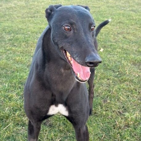 Don black greyhound