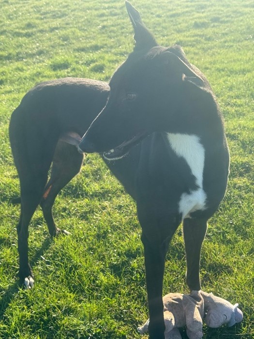 Jake black greyhound