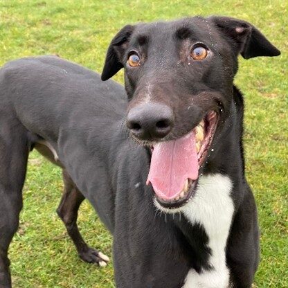 Jake black greyhound