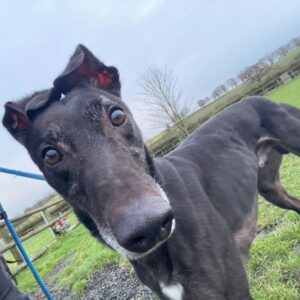 King black greyhound