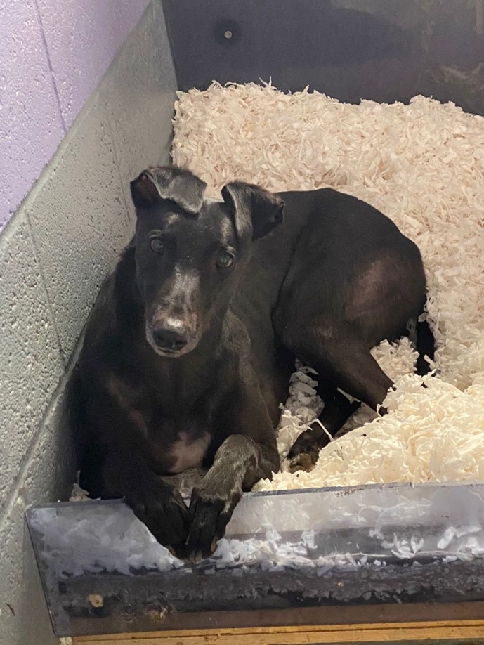 King black greyhound