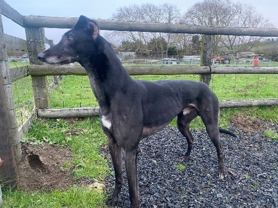 King black greyhound