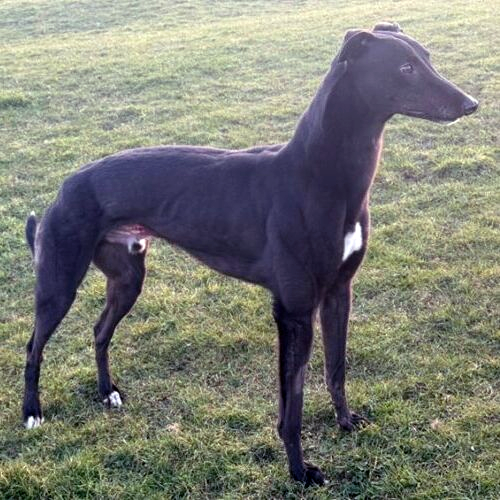 Don black greyhound