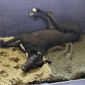 black greyhound Jake