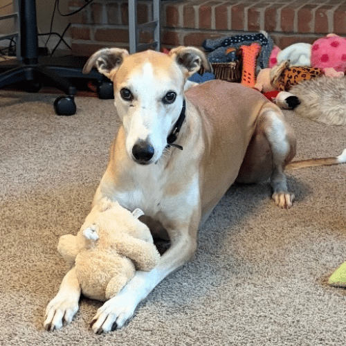 Shawn - Lurcher