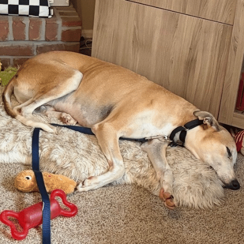 Shawn - Lurcher
