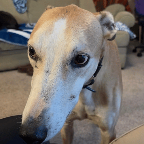 Shawn - Lurcher
