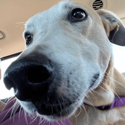 Shawn - Lurcher
